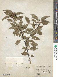 Prunus pensylvanica image