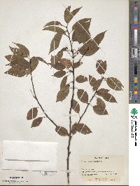 Prunus pensylvanica image