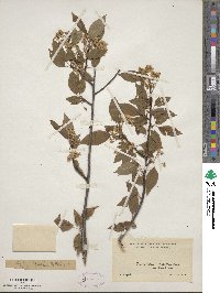 Prunus pensylvanica image