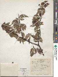 Prunus pensylvanica image