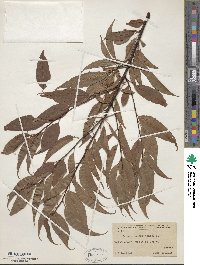 Prunus pensylvanica image