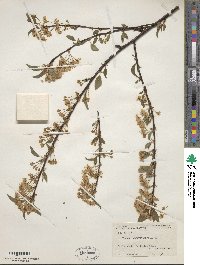 Prunus pensylvanica image