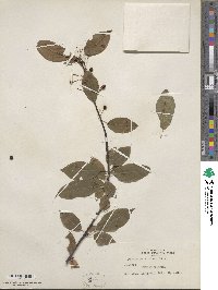 Prunus pensylvanica image