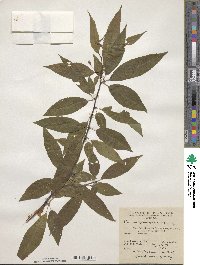 Prunus pensylvanica image