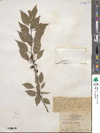 Prunus pensylvanica image