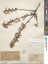 Prunus pensylvanica image