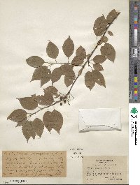 Prunus pensylvanica image