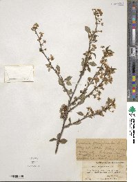 Prunus pensylvanica image