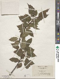 Prunus pensylvanica image