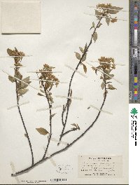 Prunus pensylvanica image