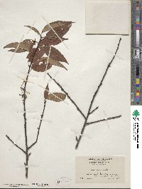 Prunus pensylvanica image