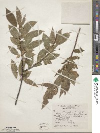 Prunus pensylvanica image