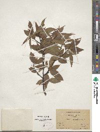 Prunus pensylvanica image