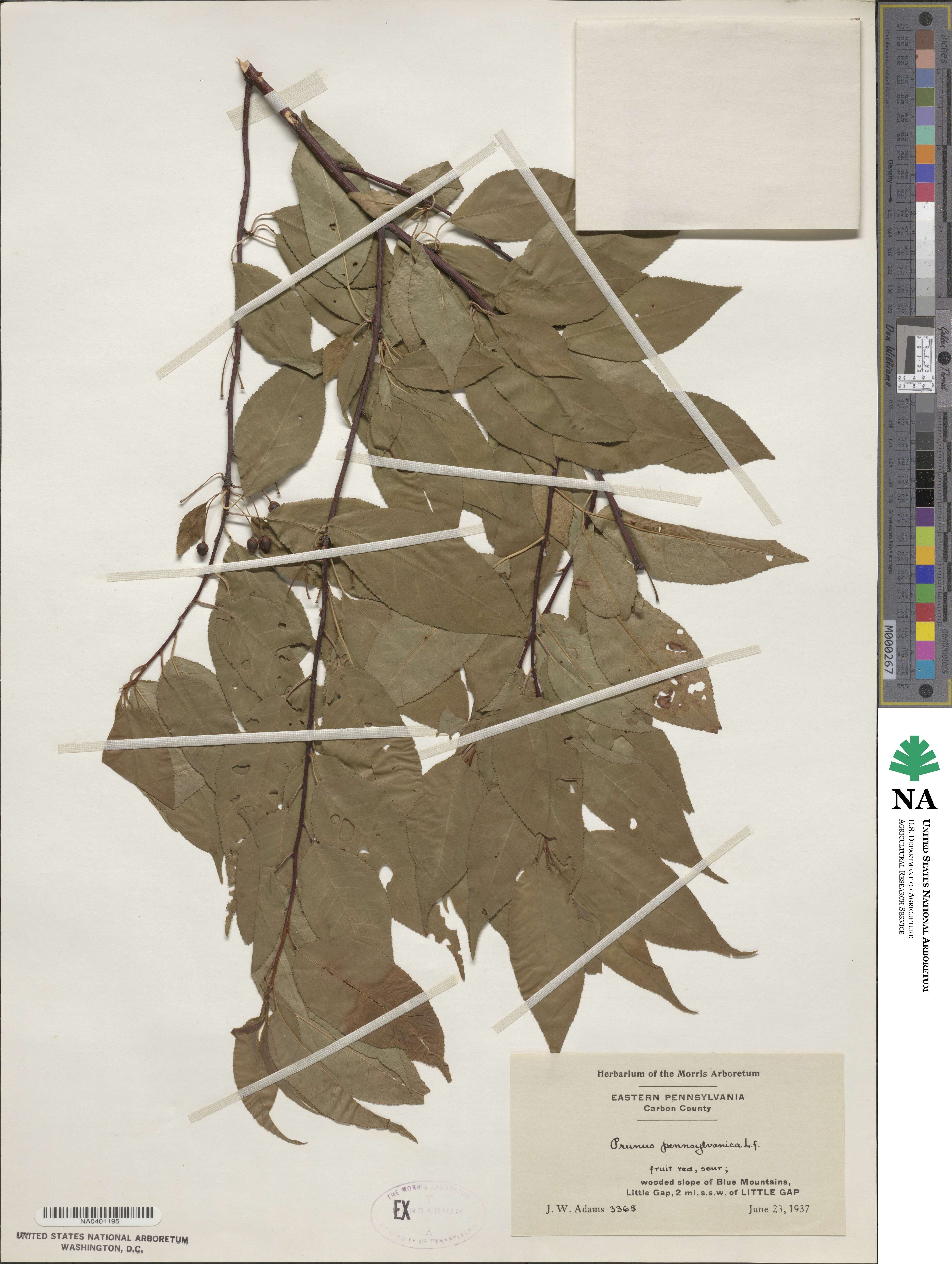 Prunus pensylvanica image