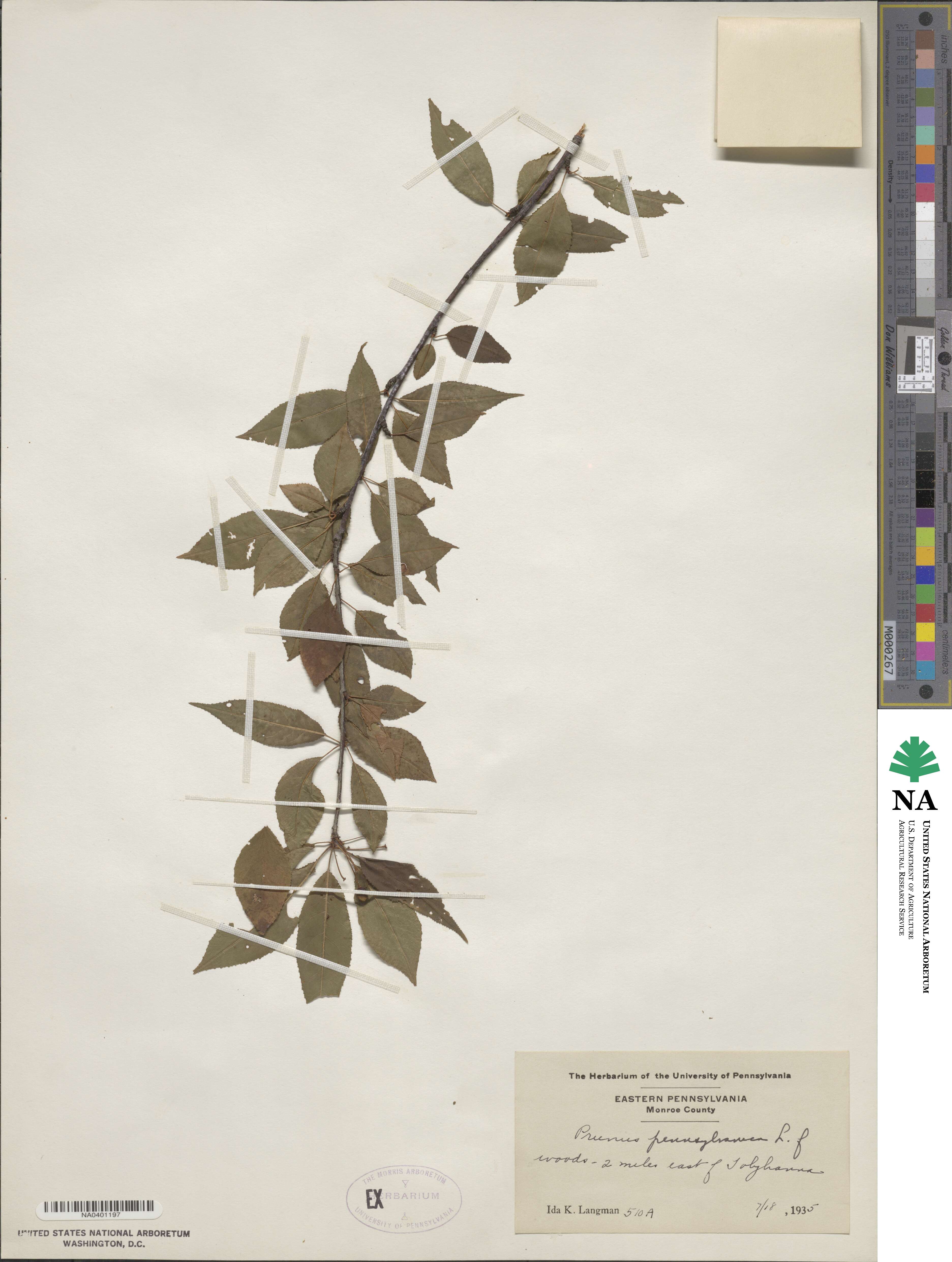 Prunus pensylvanica image
