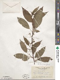 Prunus pensylvanica image