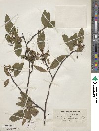 Prunus pensylvanica image