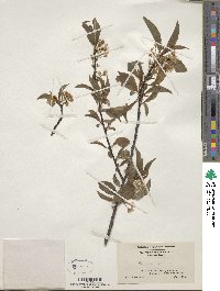 Prunus pensylvanica image