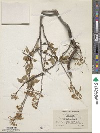 Prunus pensylvanica image