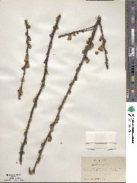 Prunus persica image