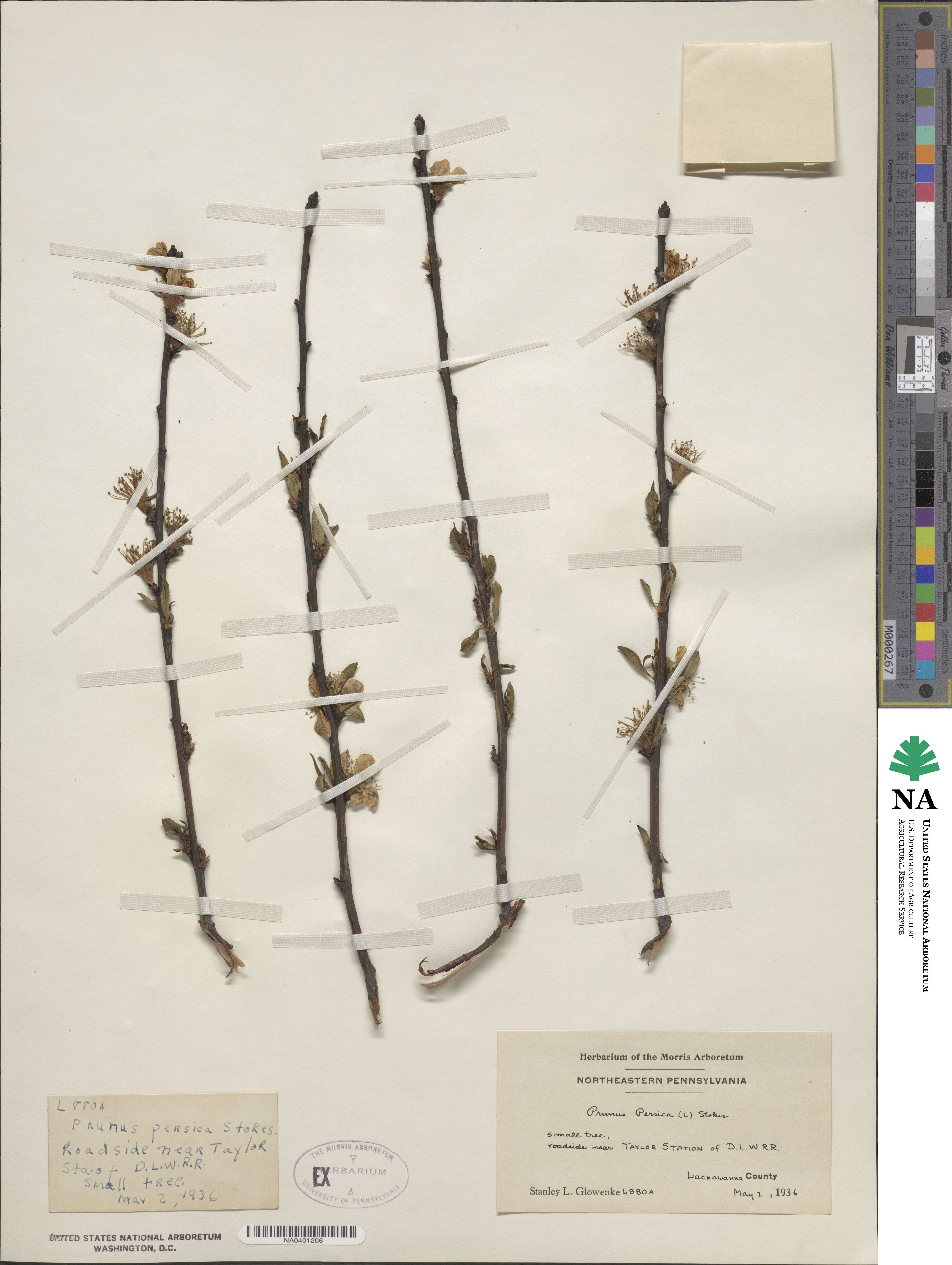 Prunus persica image