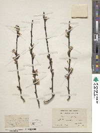 Prunus persica image