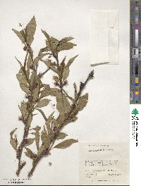 Prunus persica image