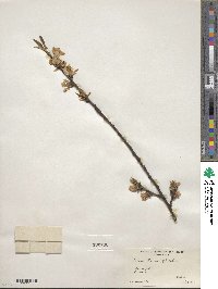 Prunus persica image