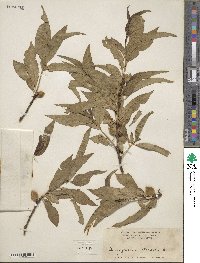 Prunus persica image