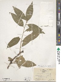 Prunus persica image