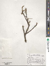 Prunus persica image