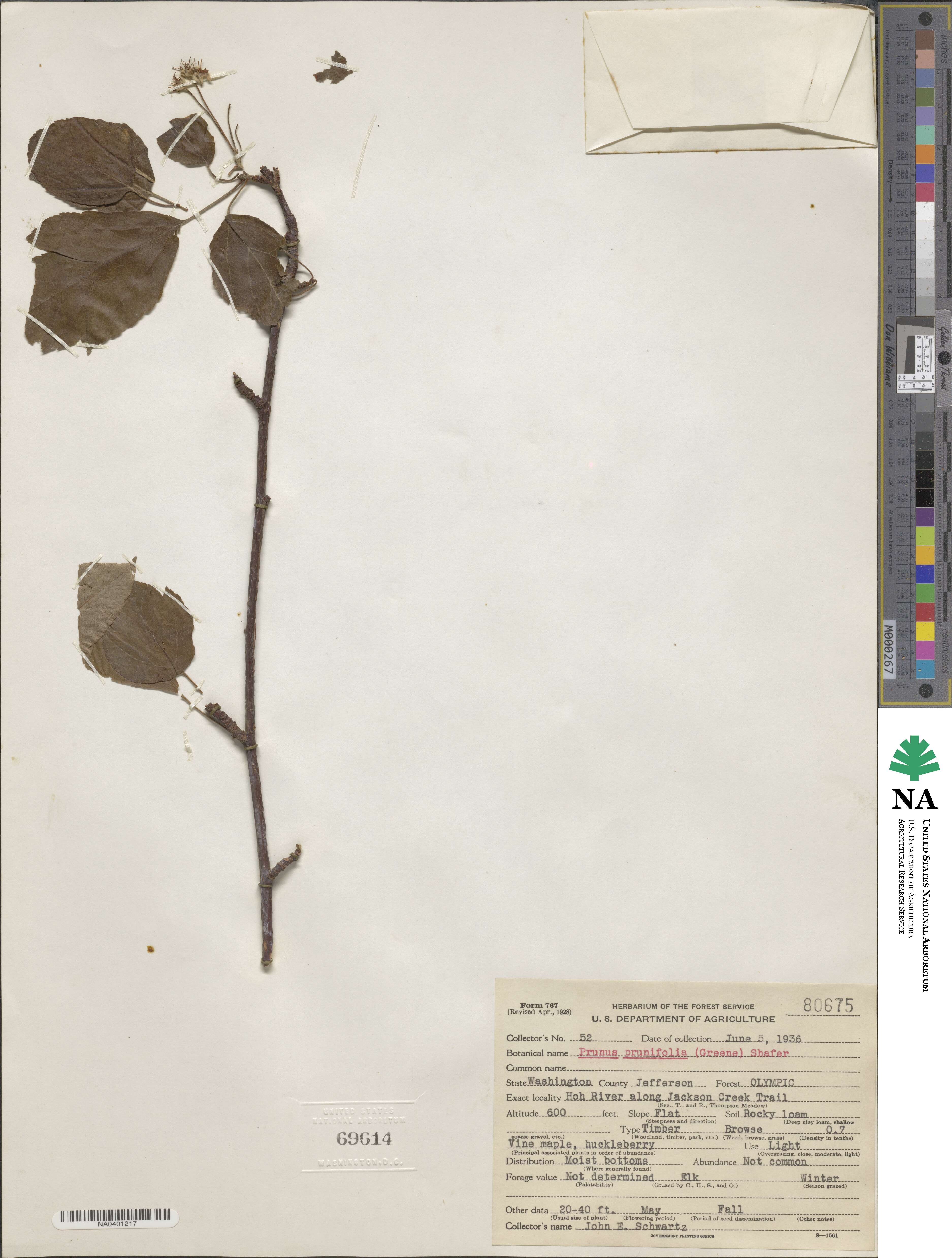 Prunus emarginata image