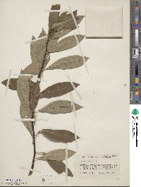 Prunus pumila image