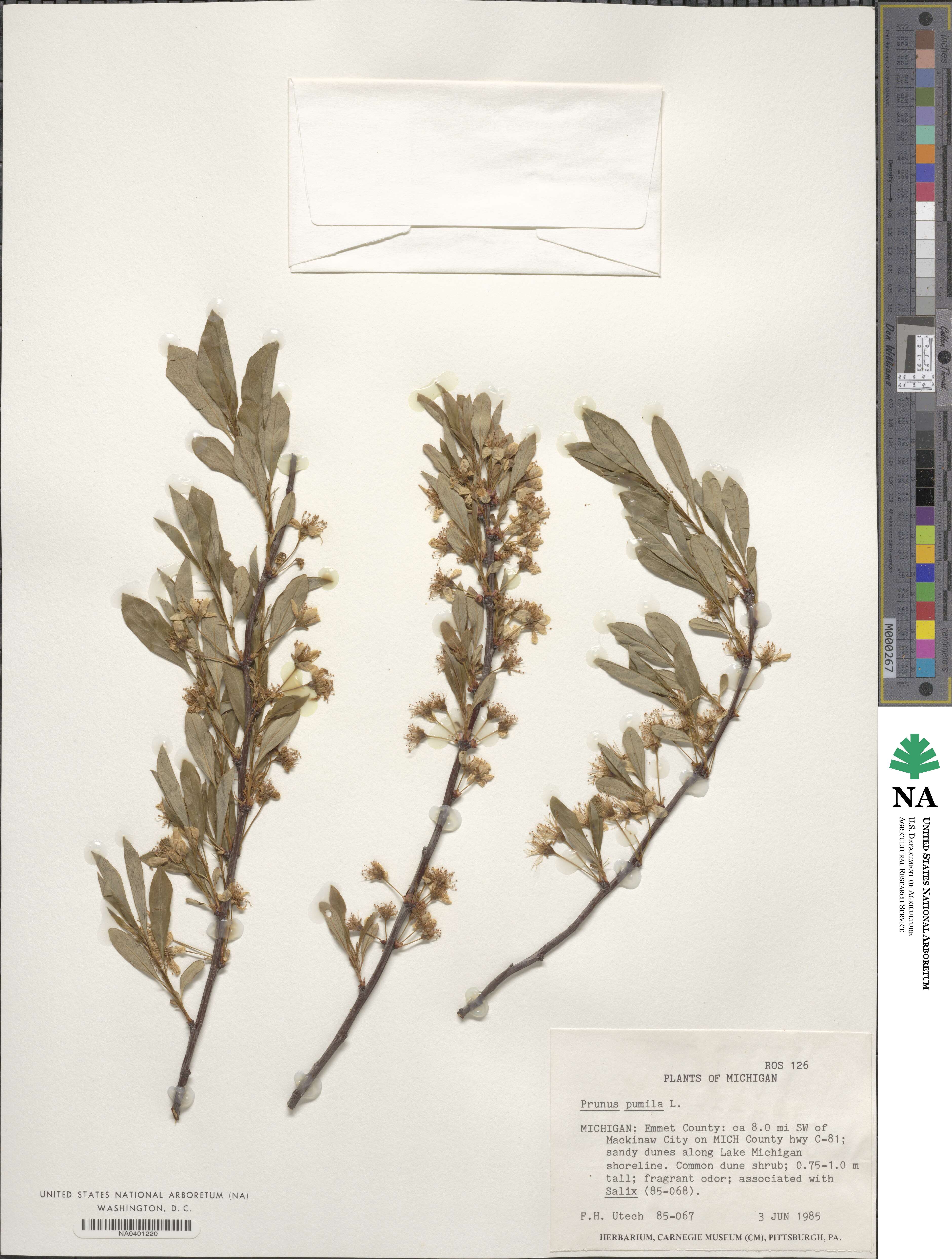 Prunus pumila image