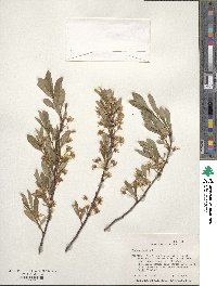 Prunus pumila image