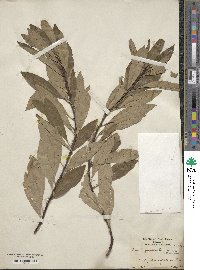 Prunus pumila image