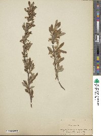 Prunus pumila image