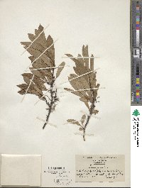 Prunus pumila image