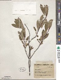 Prunus pumila image