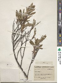 Prunus pumila image