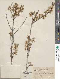 Prunus pumila image