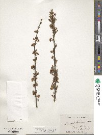 Prunus pumila image