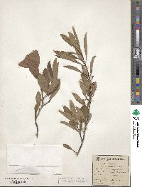 Prunus pumila image