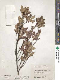 Prunus pumila image