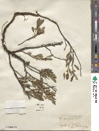 Prunus pumila image