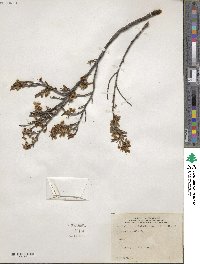 Prunus pumila image