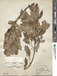 Prunus pumila image