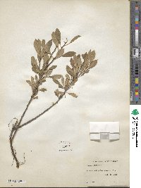 Prunus pumila image