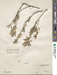 Prunus pumila image