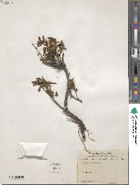 Prunus pumila image